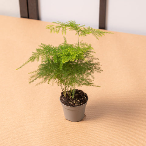 Simegarden Asparagus setaceus 5.5cm
