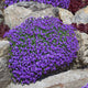 Simegarden Aubretia