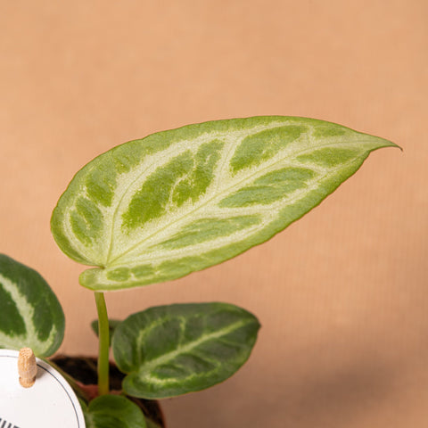 Simegarden Baby Anthurium crystallinum silver blush 5.5cm