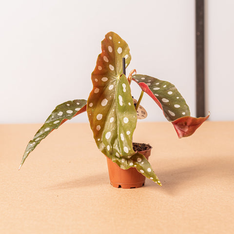 Simegarden Baby Begonia maculata