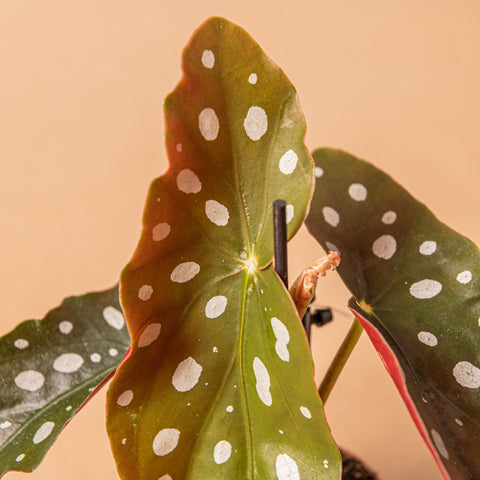 Simegarden Baby Begonia maculata