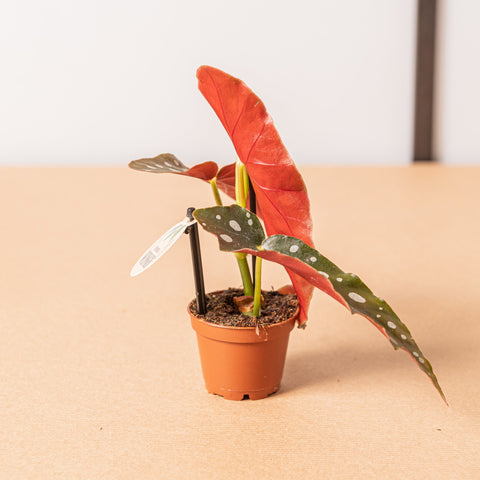 Simegarden Baby Begonia maculata