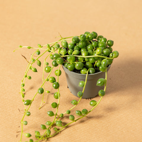 Simegarden Baby Senecio 5.5cm / Pianta succulenta