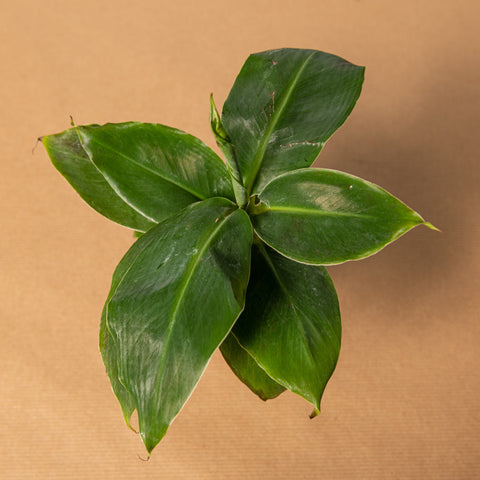 Simegarden Banano nano 6 cm / 12+ cm