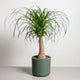 Simegarden Beaucarnea recurvata 19 cm