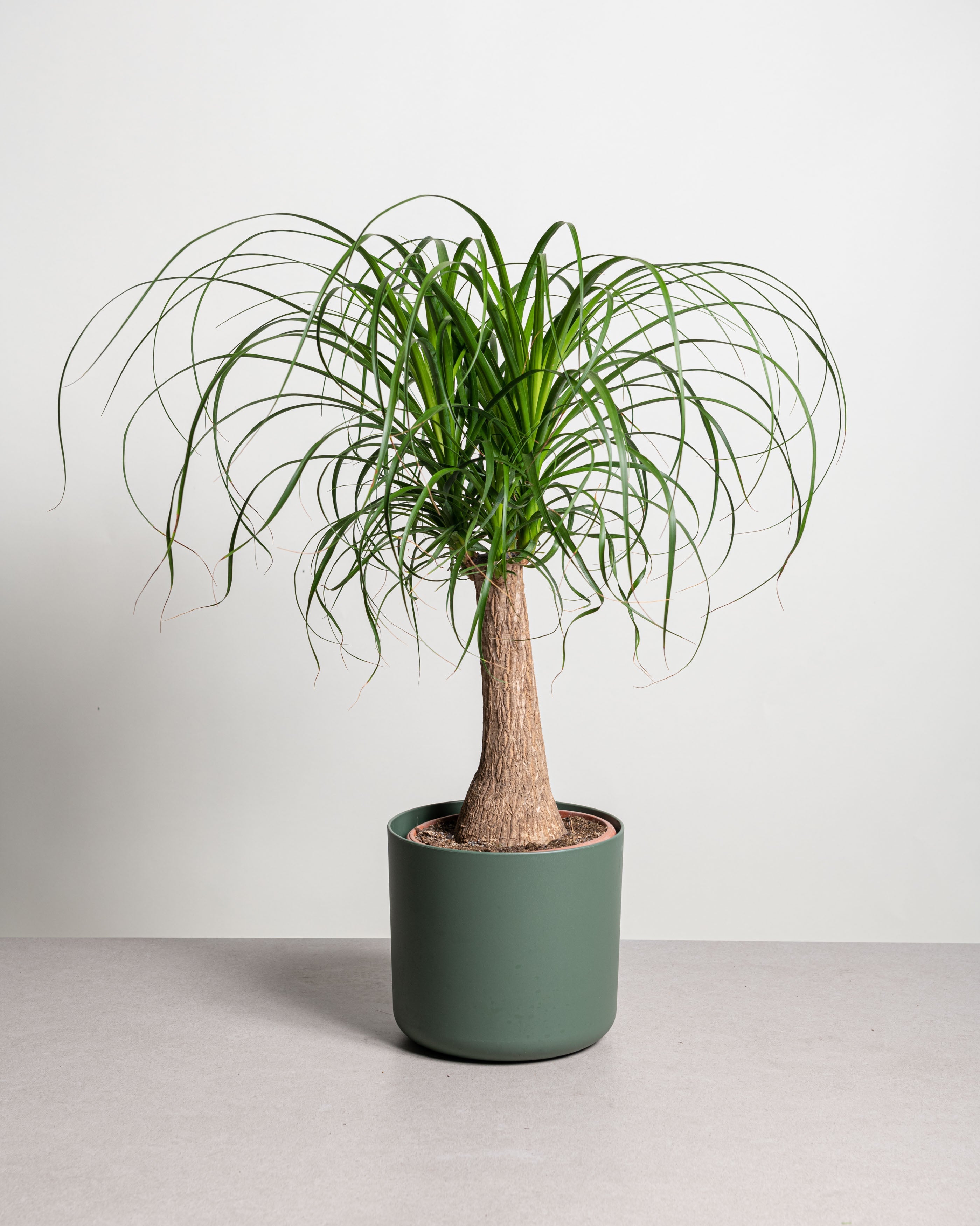 Pianta Beaucarnea Recurvata Robusta Per Interni - Altezza 40-50 Cm, Fogliame Verde, Facile Cura Per Casa E Ufficio