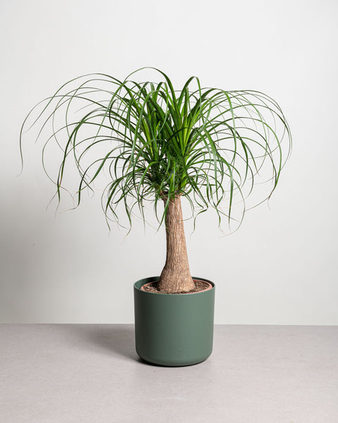 Simegarden Beaucarnea recurvata 19 cm