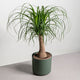 Simegarden Beaucarnea recurvata 19 cm