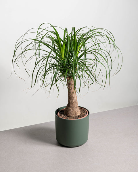 Simegarden Beaucarnea recurvata 19 cm