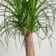 Simegarden Beaucarnea recurvata 19 cm