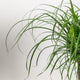 Simegarden Beaucarnea recurvata 19 cm