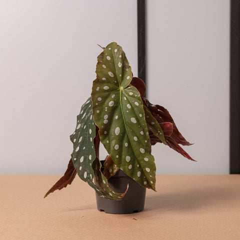 Simegarden Begonia maculata 12 cm