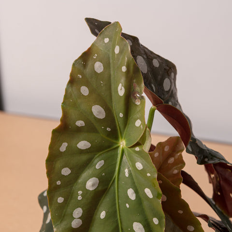 Simegarden Begonia maculata 12 cm