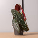 Simegarden Begonia maculata 12 cm