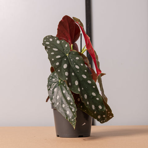 Simegarden Begonia maculata 12 cm