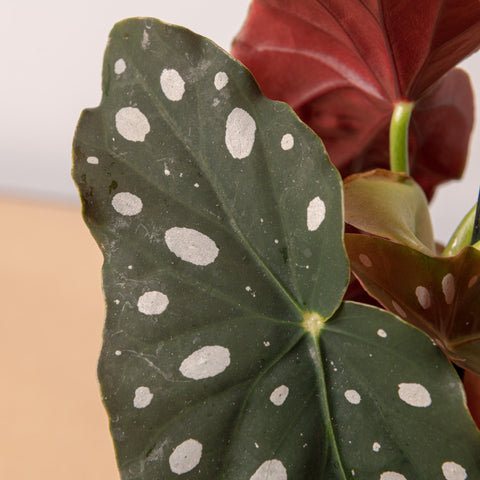 Simegarden Begonia maculata 12 cm