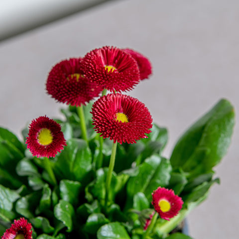 Simegarden Bellis perennis