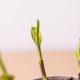 Simegarden Bletilla striata