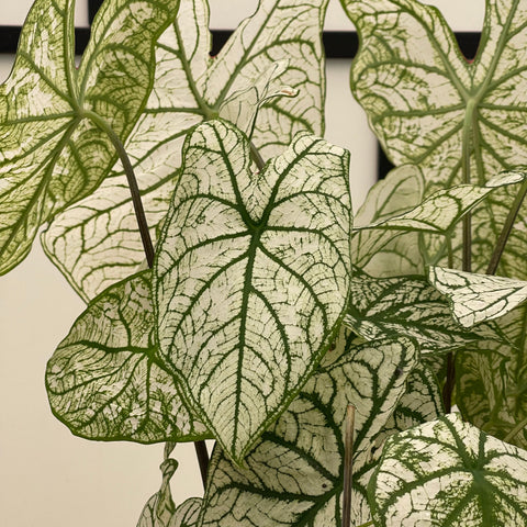 Simegarden Caladium bianco