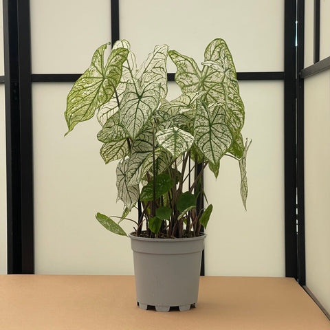 Simegarden Caladium bianco
