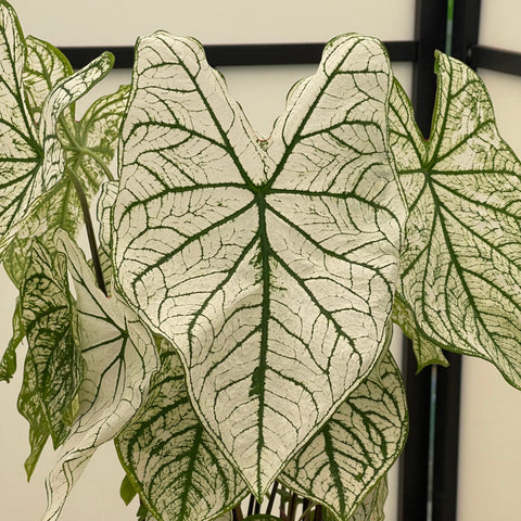 Simegarden Caladium bianco