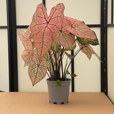 Simegarden Caladium rosa