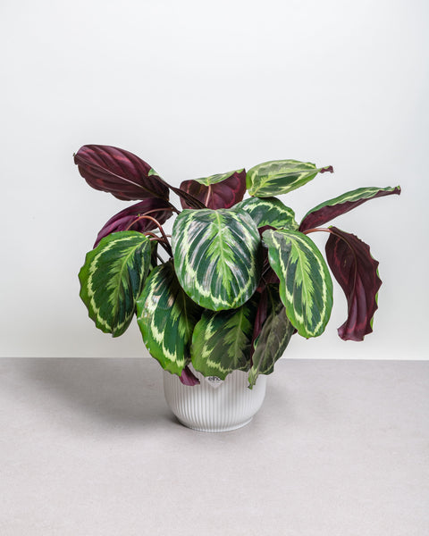 Simegarden Calathea Medallion grande