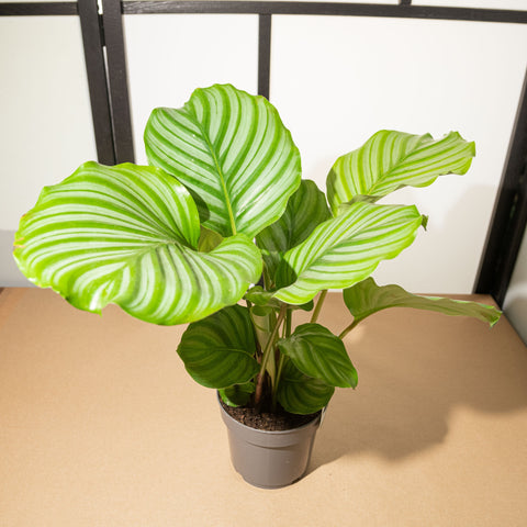 Simegarden Calathea orbifolia 14cm / 30+cm