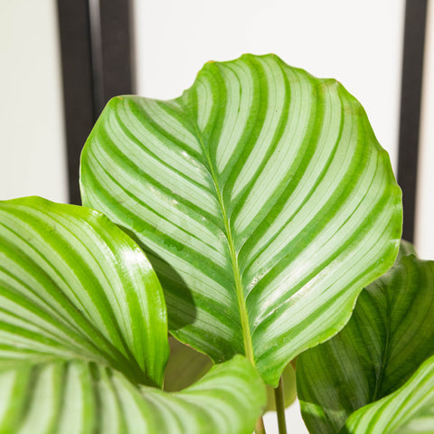 Simegarden Calathea orbifolia 14cm / 30+cm