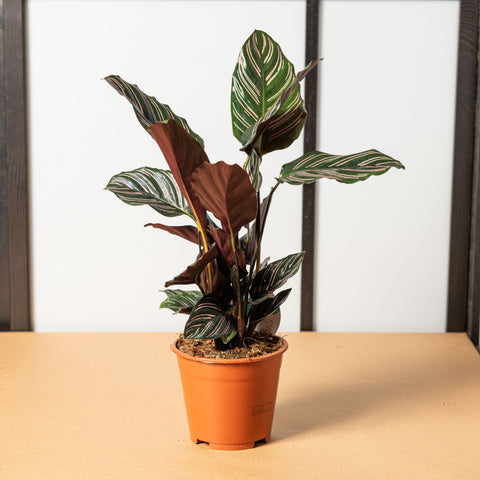 Pianta di Calathea Mix pianta vivente tropicale vera Pianta di Calathea Mix pianta vivente tropicale vera