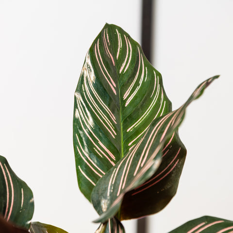 simegarden Calathea ornata 14 cm / 30+ cm