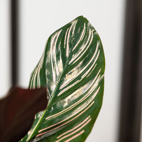 simegarden Calathea ornata 14 cm / 30+ cm