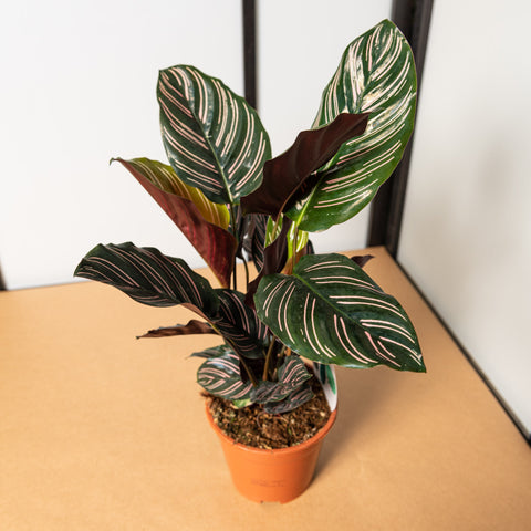 simegarden Calathea ornata 14 cm / 30+ cm