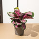 simegarden Calathea roseopicta rosy 14cm / 20cm