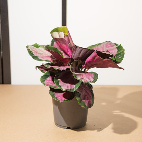 simegarden Calathea roseopicta rosy 14cm / 20cm