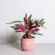 Simegarden Calathea Stromanthe tricolor 19 cm
