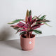 Simegarden Calathea Stromanthe tricolor 19 cm