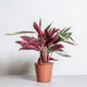 Simegarden Calathea Stromanthe tricolor 19 cm