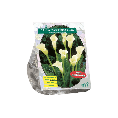 Simegarden Calla bianca 14/16cm / Da Settembre a Dicembre