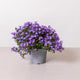 Simegarden Campanula portenschlagiana