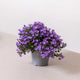 Simegarden Campanula portenschlagiana