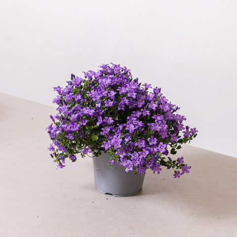 Simegarden Campanula portenschlagiana