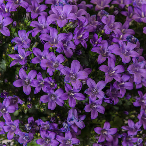 Simegarden Campanula portenschlagiana