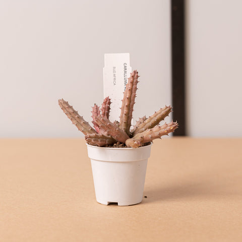 Simegarden Caralluma repens