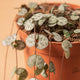 Simegarden Ceropegia woodii grande