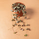 Simegarden Ceropegia woodii grande