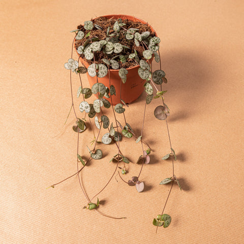 Simegarden Ceropegia woodii grande