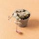 Simegarden Ceropegia woodii variegata baby