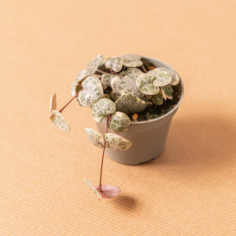 Simegarden Ceropegia woodii variegata baby
