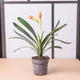 Simegarden Clivia miniata Arancione